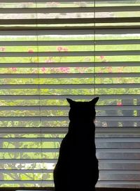 Portrait of a cat looking through window