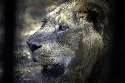 A closeup head-shot of an asiatic lion in india