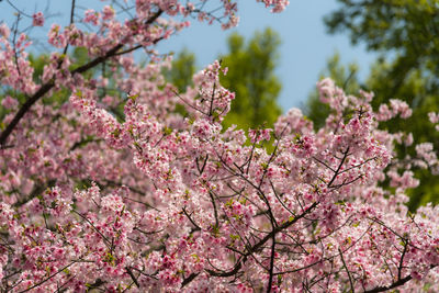 Close-up of cherry blossom tree