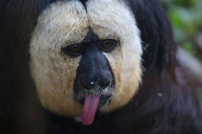 Close-up portrait of a dog