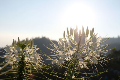 Close-up of succulent plant against clear sky