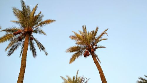 palm tree