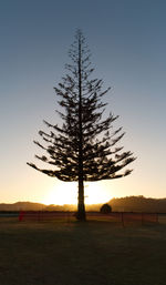 Silhouette tree on field against sky at sunset