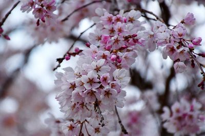 Close-up of pink cherry blossoms in spring