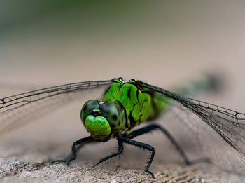 Close up of beautiful green dragonfly