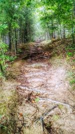 Dirt road passing through forest