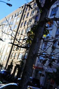 Low angle view of tree against building