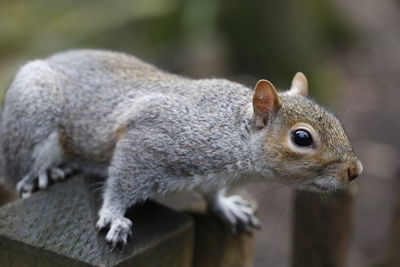 Close-up of squirrel