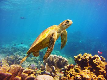 Close-up of turtle swimming underwater