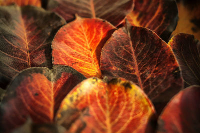 Close-up of autumn leaves