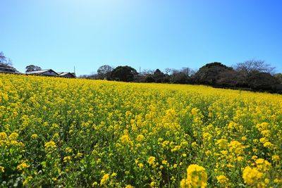 Sunflower field against clear sky