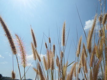 Low angle view of stalks against blue sky