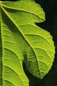 Fig leaf in the spot light