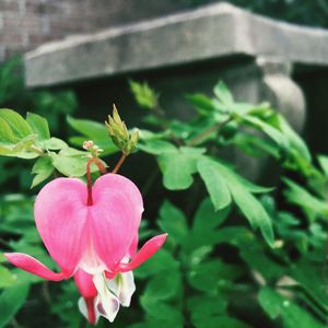 Close-up of pink flower blooming outdoors