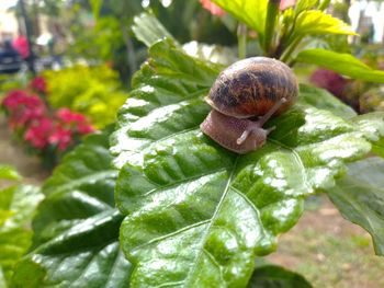 Close-up of snail on plant