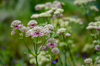 Close-up of pink flowering plant