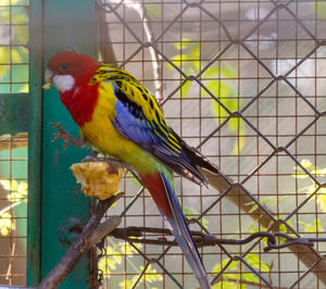 Close-up of parrot perching in cage
