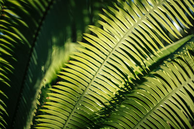 Close-up of palm tree leaves