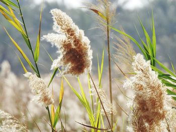 Close-up of plant against sky