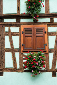 Potted plant on wooden door of building