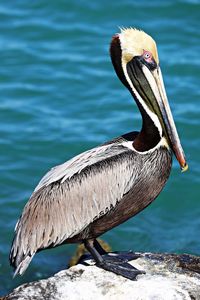 Close-up of a bird