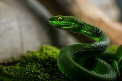 Close-up of green snake