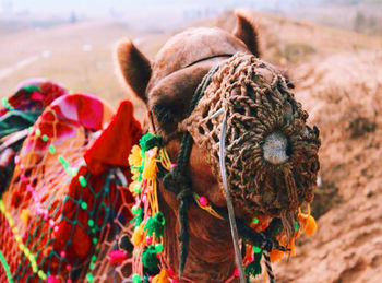 Close-up of camel with covered mouth