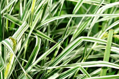 Close-up of wheat field