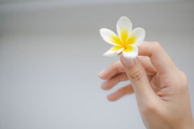 Close-up of hand holding frangipani