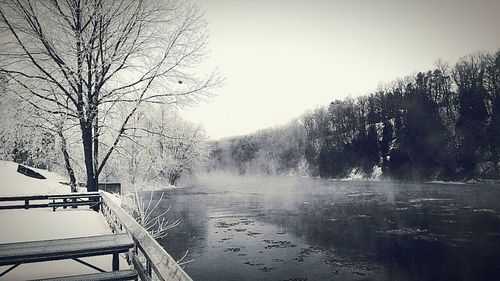 Bare trees in water