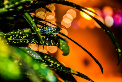 Close-up of butterfly on leaf