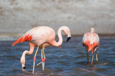 Flamingos standing in water