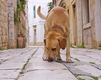 Front view of retriever in street