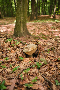 Dry leaves on tree trunk in forest