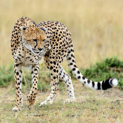 Cheetah on