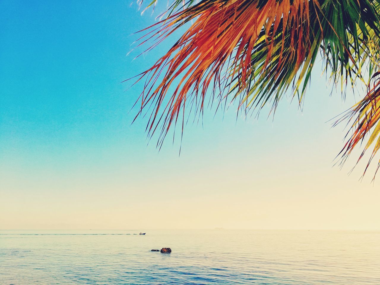 sea, water, beauty in nature, scenics, nature, beach, horizon over water, real people, tranquil scene, tranquility, sky, sand, outdoors, clear sky, vacations, leisure activity, sunset, lifestyles, wave, day, tree, one person, people