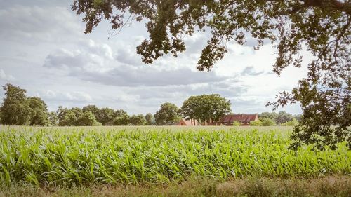 Scenic view of grassy field against cloudy sky