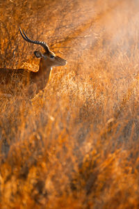 Profile view of impala standing on grassy field