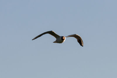Low angle view of seagull flying
