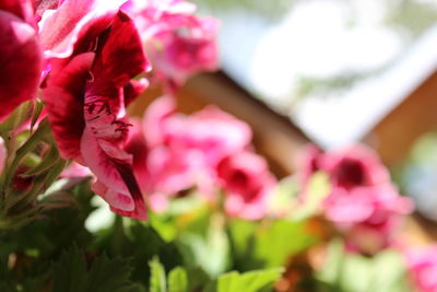 Close-up of pink flowering plant