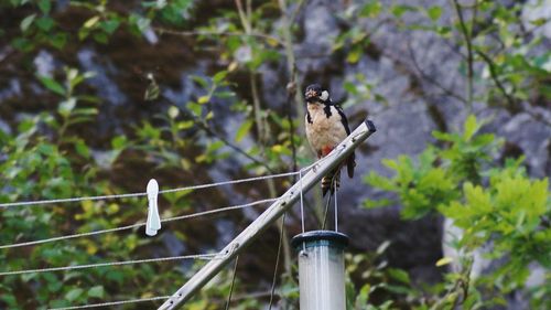 Close-up of bird