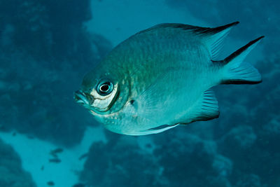 Close-up of fish swimming in sea