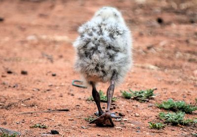 View of dead bird on field