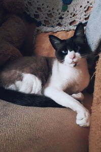 High angle portrait of cat sitting on sofa at home