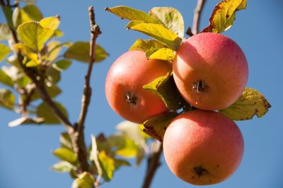 Low angle view of apples on tree