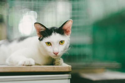 Close-up portrait of a cat