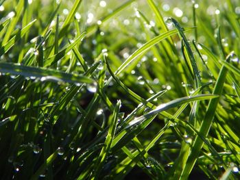 Close-up of wet grass during rainy season