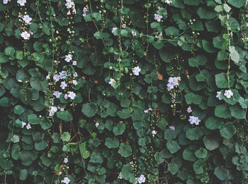 Full frame shot of flowering plants