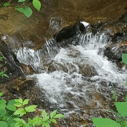 Scenic view of waterfall in forest