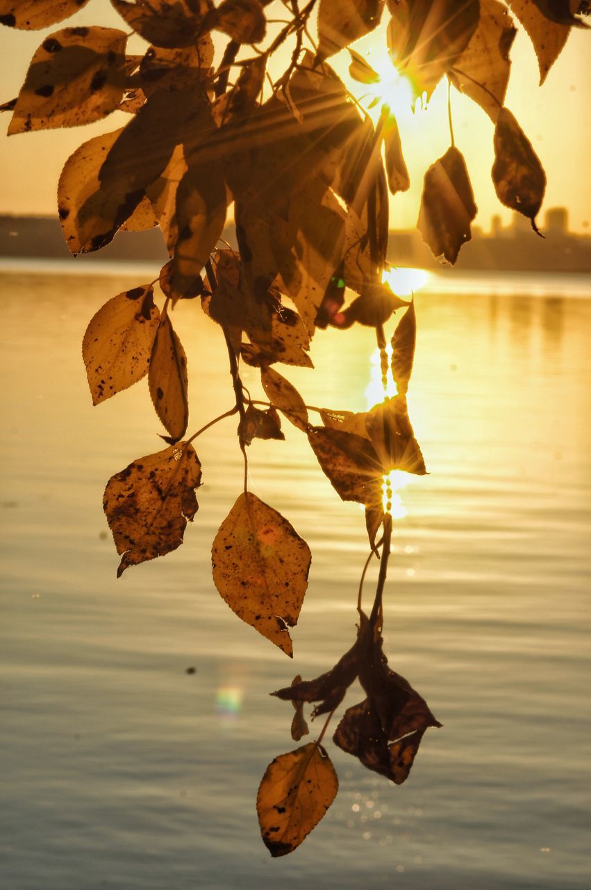 leaf, close-up, sunlight, plant, branch, sun, growth, beauty in nature, day, nature, leaves, tranquility, scenics, focus on foreground, no people, bright, yellow color, growing